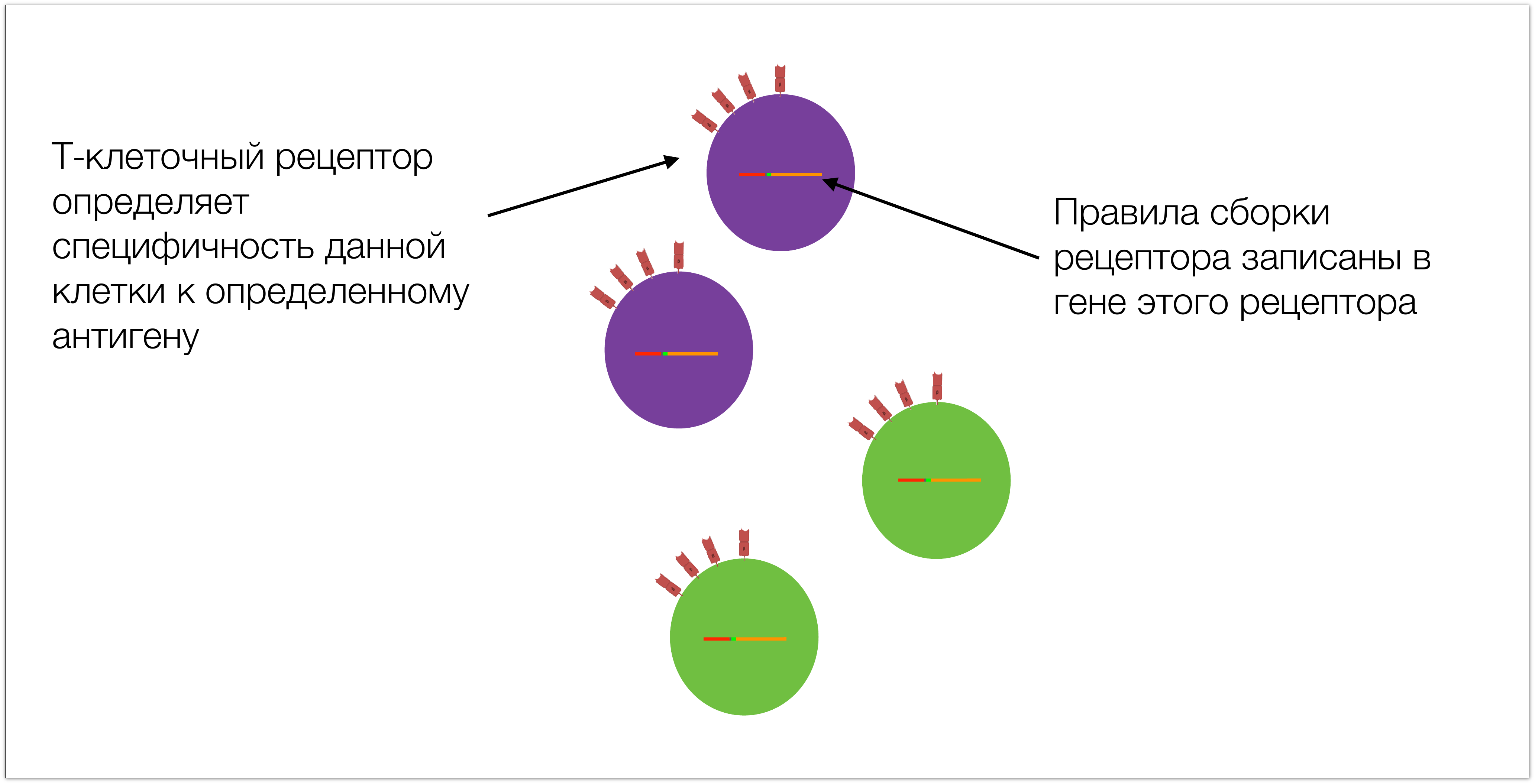 MiTCR – платформа для диагностики нового типа. Семинар в Яндексе MiTCR – платформа для диагностики нового типа. Семинар в Яндексе