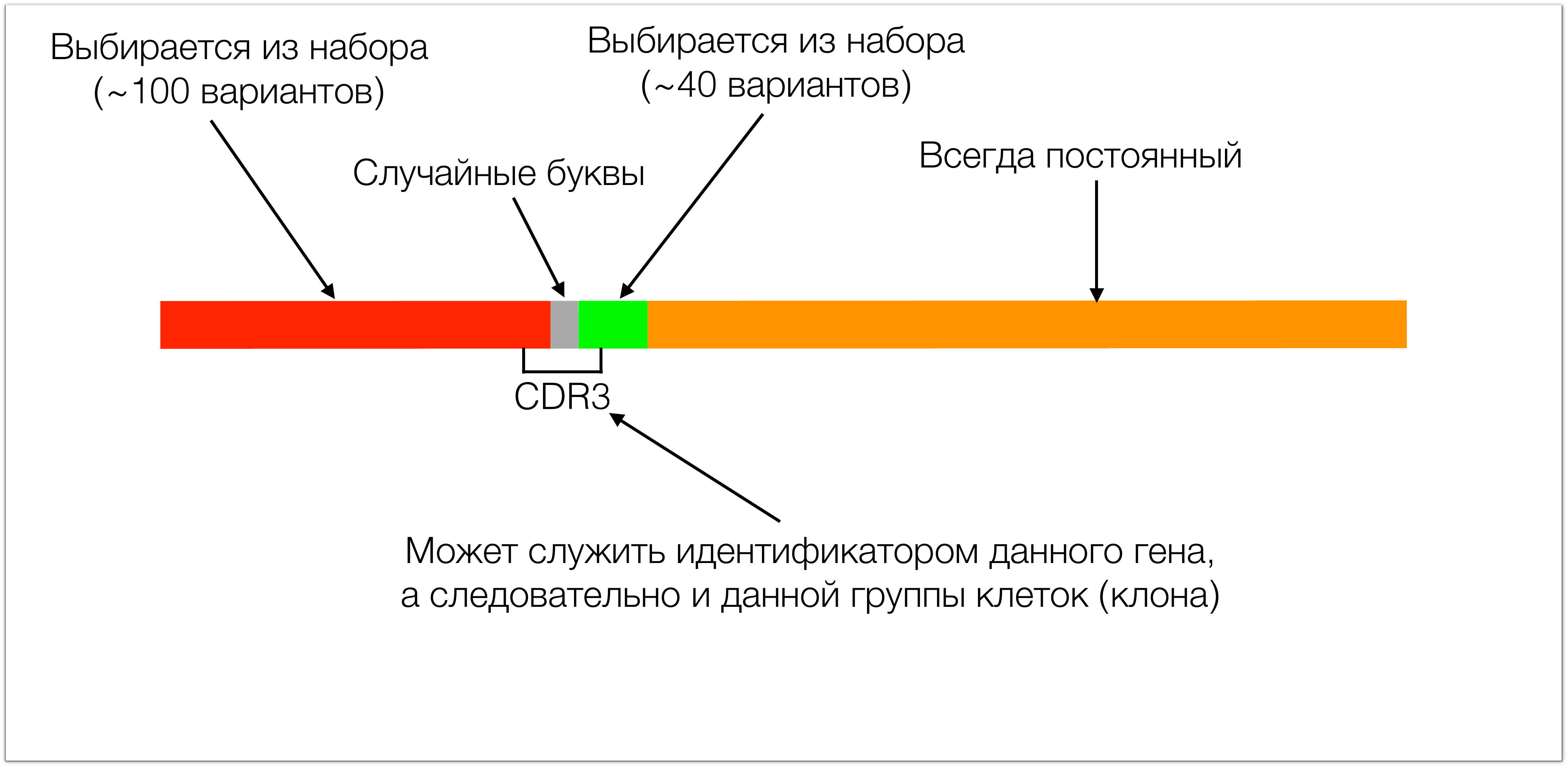 MiTCR – платформа для диагностики нового типа. Семинар в Яндексе