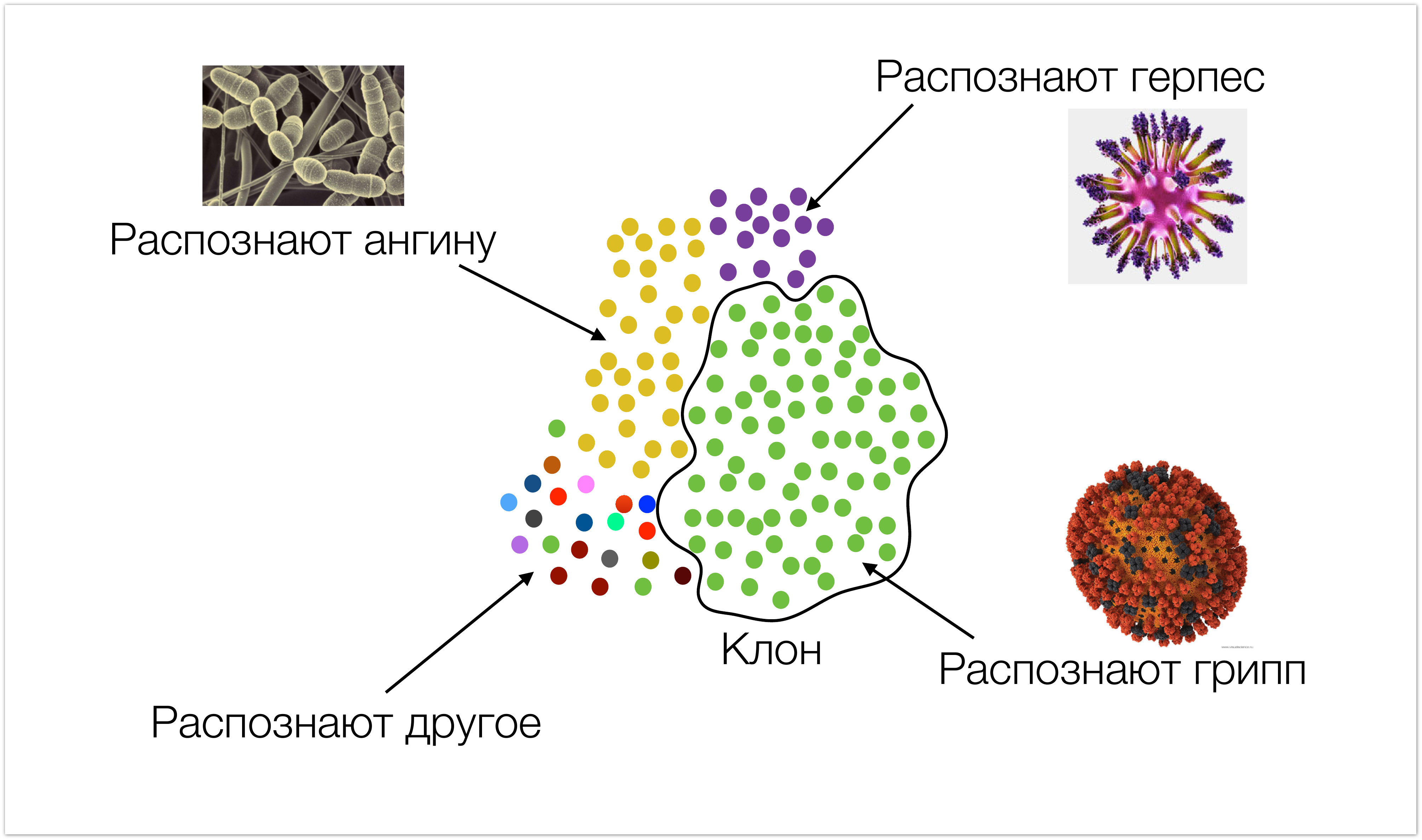 MiTCR – платформа для диагностики нового типа. Семинар в Яндексе