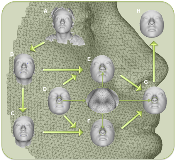 3D моделирование формы лица по генам человека