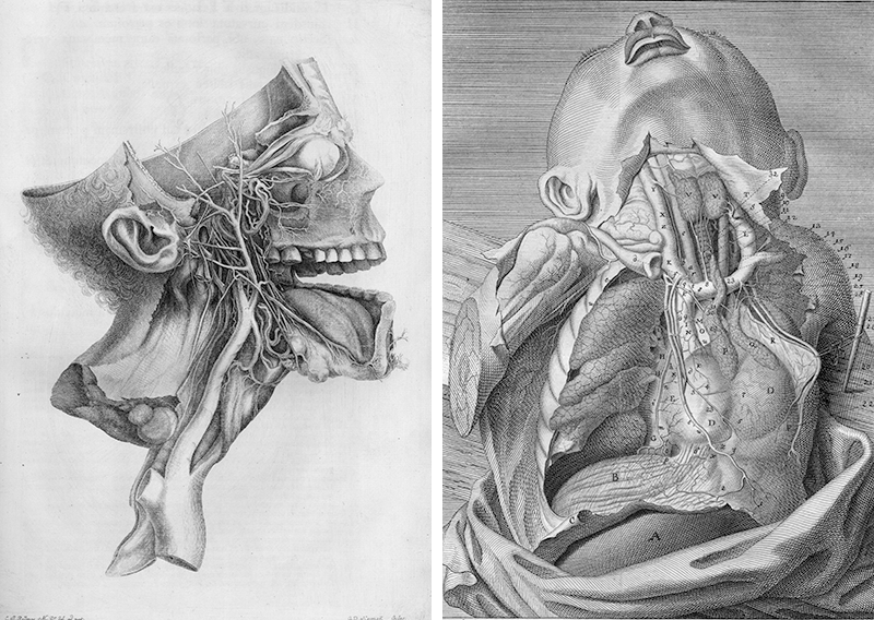 Медицинская анатомическая иллюстрация — история изучения тела человека в атласах 5 столетий. Часть 2