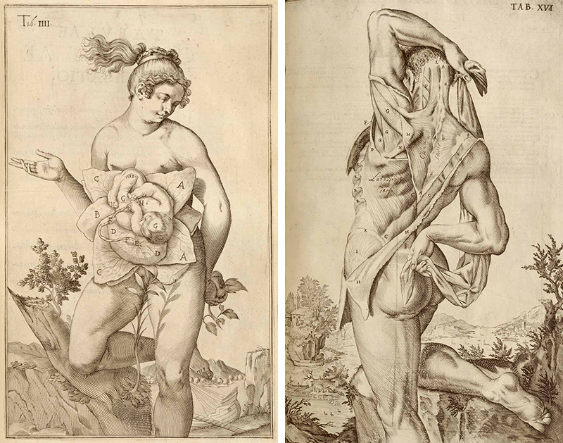 Медицинская анатомическая иллюстрация — история изучения тела человека в атласах 5 столетий. Часть 2