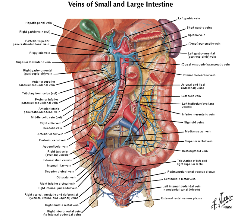 Медицинская анатомическая иллюстрация — история изучения тела человека в атласах 5 столетий. Часть 3
