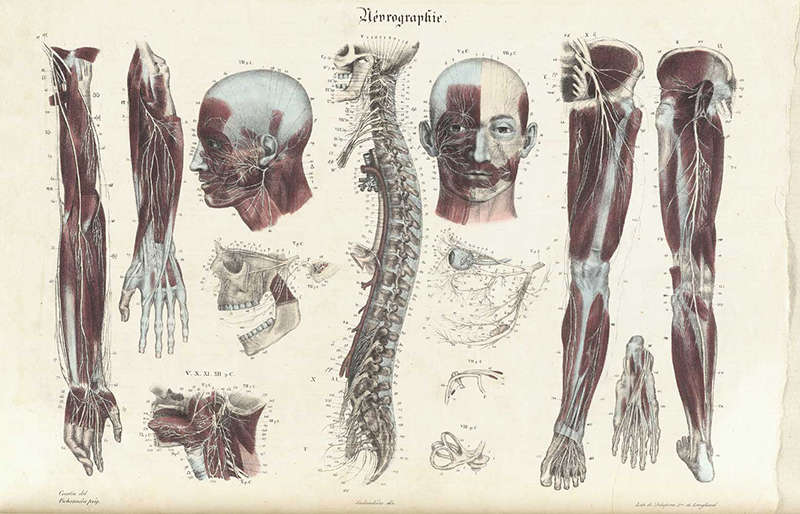 Медицинская анатомическая иллюстрация — история изучения тела человека в атласах 5 столетий. Часть 3