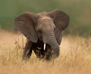 PostgreSQL 9.4 Что нового? PostgreSQL 9.4 Что нового?