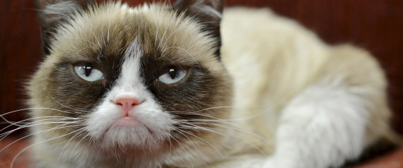 «Сердитая кошка» заработала уже миллионы долларов (до $100 млн) - 1