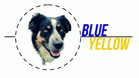 Собаки способны распознавать синий и жёлтый цвета
