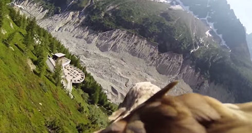 Захватывающий полет орла с камерой GoPro на спине (видео)