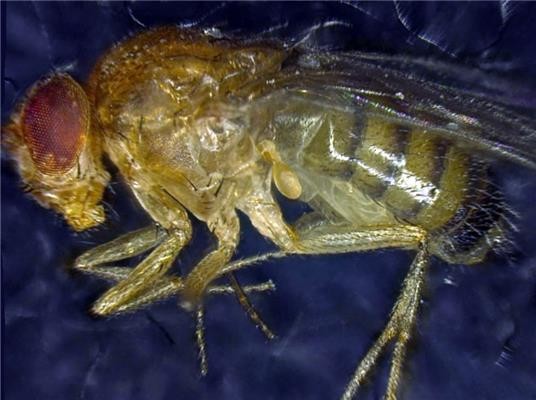 Исследование по генетическому продлению жизни мух может помочь замедлить старение - 1