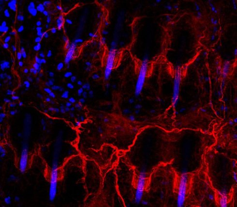 Опубликованы самые подробные изображения нервов (ФОТО)