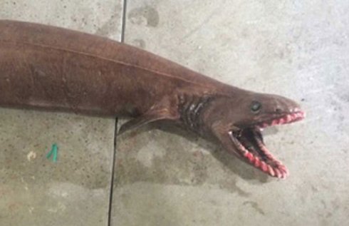 Рыбаки поймали редкую акулу, которая пережила динозавров