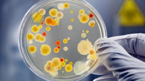 Ученые узнали, как победить бактерии