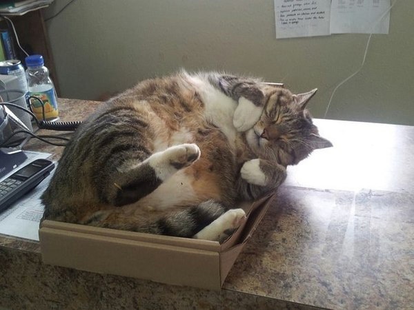 Почему кошки так любят коробки - 3