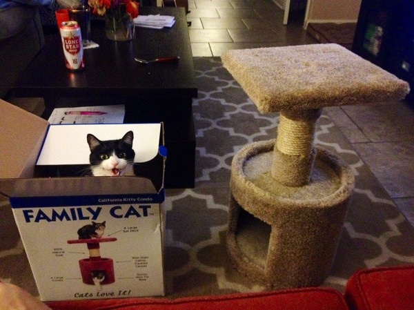 Почему кошки так любят коробки - 1