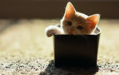 Раскрыт секрет любви котов к коробкам