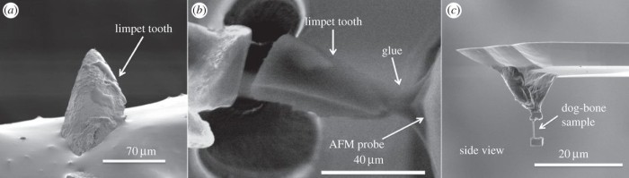 Зубы морского блюдечка — самый прочный материал в природе - 1