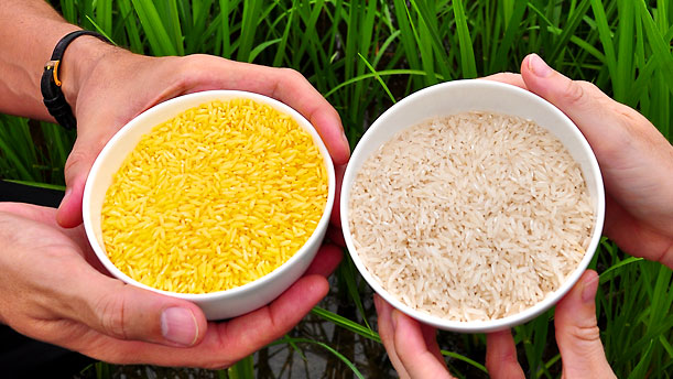 ГМО — это не только полезно, но еще и вкусно? 5 полезных ГМ-видов животных и растений - 3