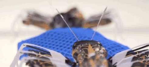 На 3D принтере напечатали муравьев (Видео)