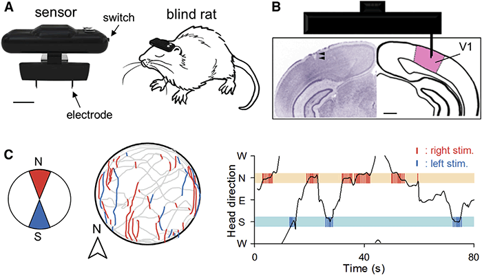 Имплантация геомагнитного компаса в мозг крысы прошла удачно - 2