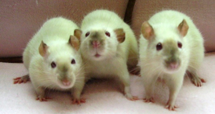 Имплантация геомагнитного компаса в мозг крысы прошла удачно - 1