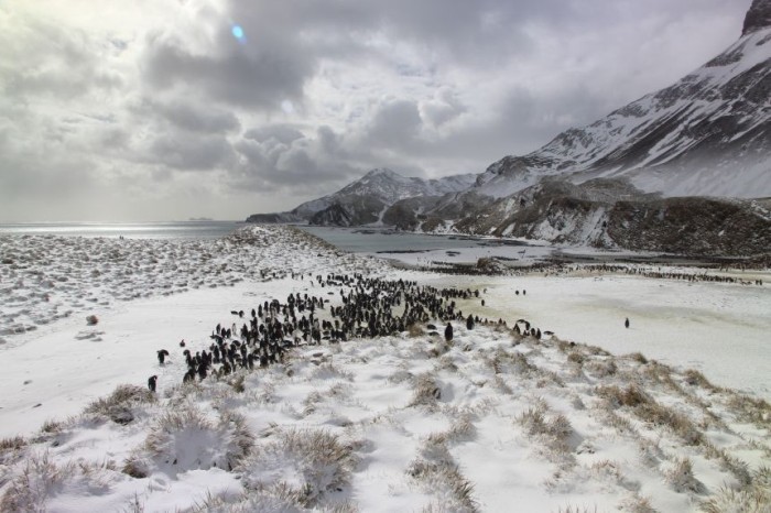 Опубликованы результаты круглосуточного наблюдения за пингвинами - 3