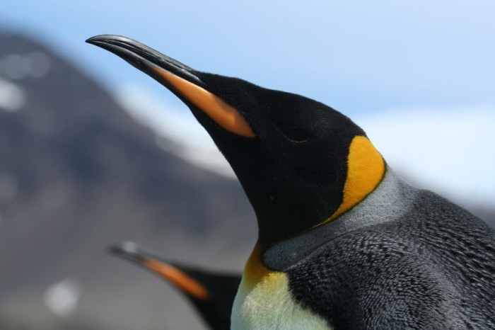 Опубликованы результаты круглосуточного наблюдения за пингвинами - 6