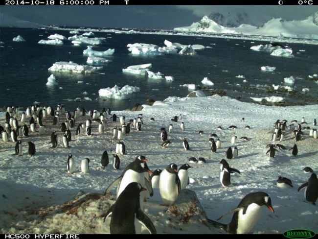 Опубликованы результаты круглосуточного наблюдения за пингвинами - 1