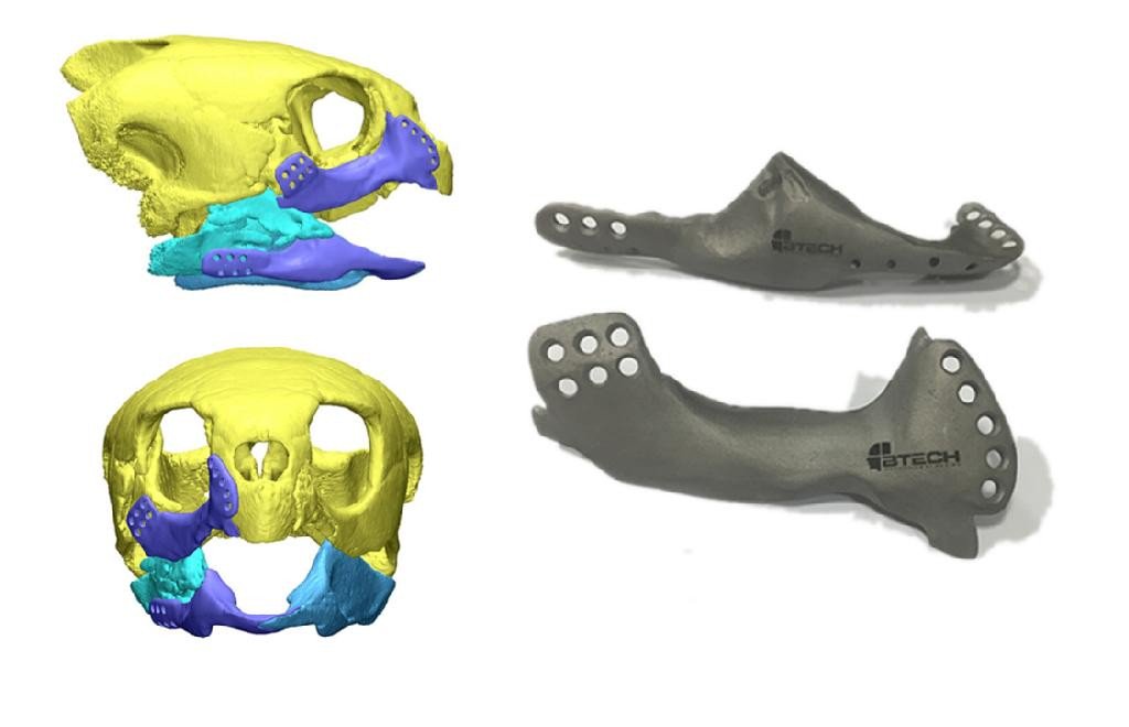 Морская черепаха с сильно поврежденными челюстями получила титановые протезы, отпечатанные на 3D-принтере - 1