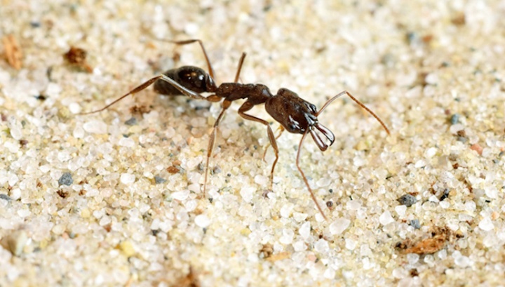 Пружинящие жвалы муравьев Acanthognathus teledectus помогают им катапультироваться из опасных мест - 1