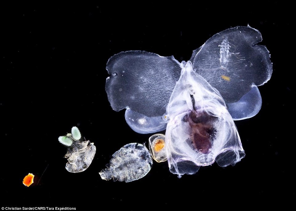 Учёные обнаружили, что планктон производит 50% всего кислорода на планете - 2