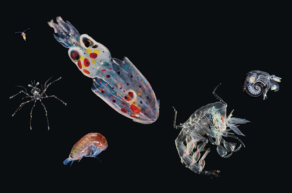 Учёные обнаружили, что планктон производит 50% всего кислорода на планете - 5