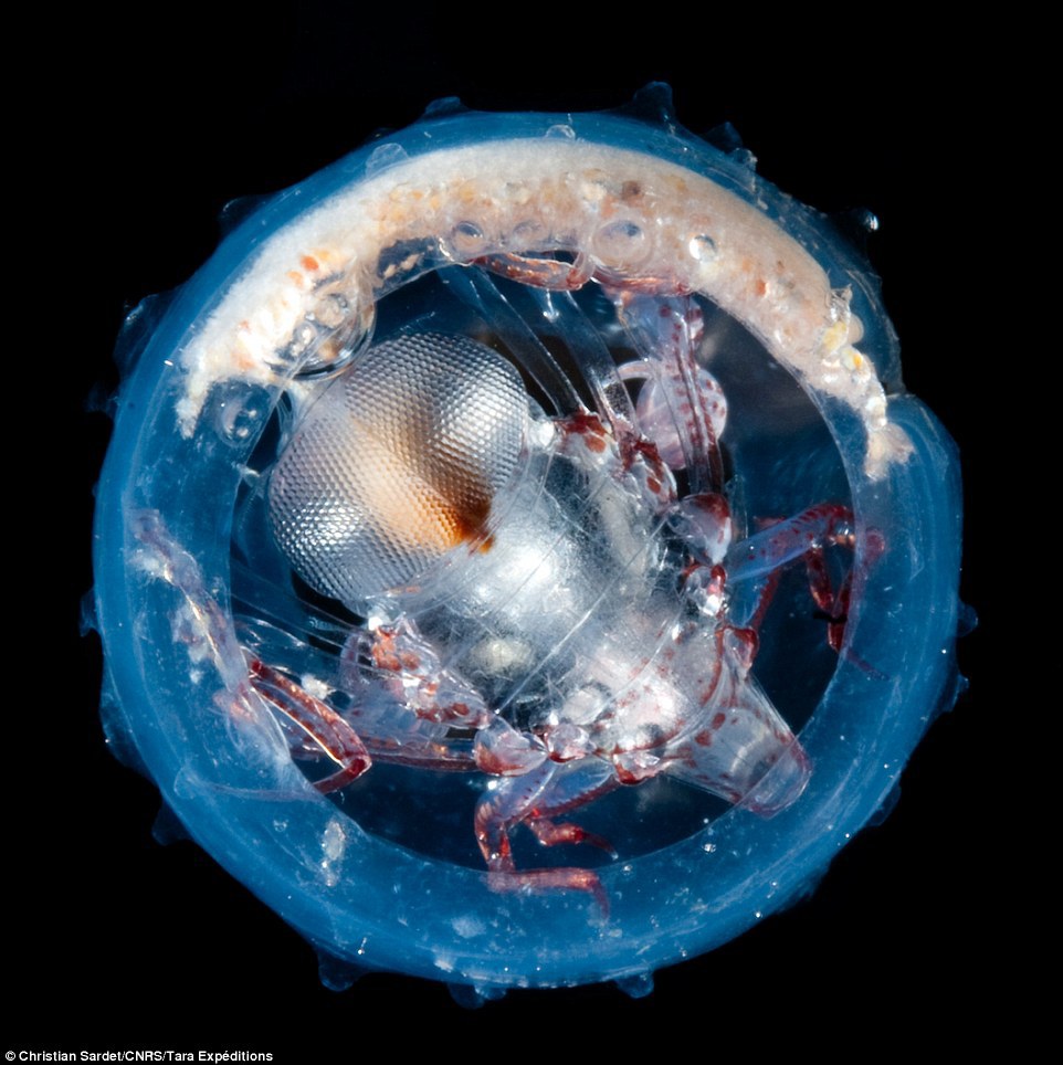Учёные обнаружили, что планктон производит 50% всего кислорода на планете - 1