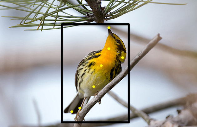 Сервис от Корнеллского университета определяет вид птиц по фотографии - 1