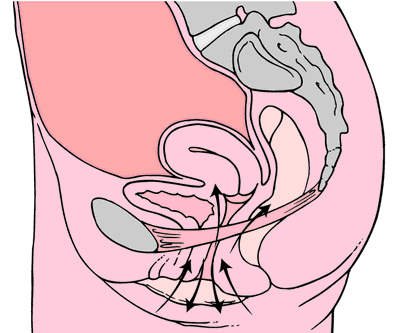 Умные вагинальные шарики Gball: тестируем, анализируем, общаемся с гинекологом и вспоминаем Арнольда Кегеля - 3