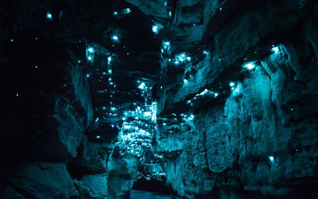 Биолюминесценция в действии: пещерный червяк из Новой Зеландии превращает пещеры в восьмое чудо света - 11