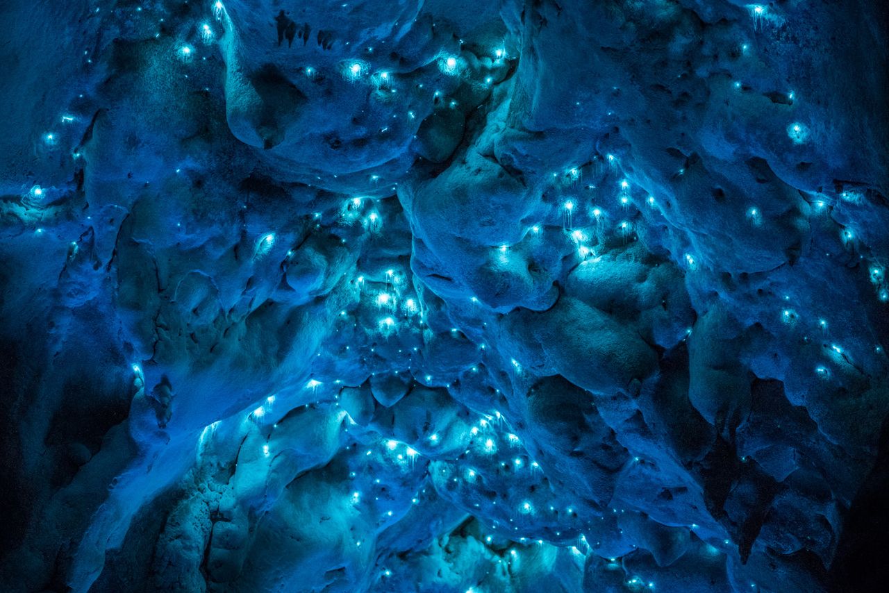 Биолюминесценция в действии: пещерный червяк из Новой Зеландии превращает пещеры в восьмое чудо света - 2