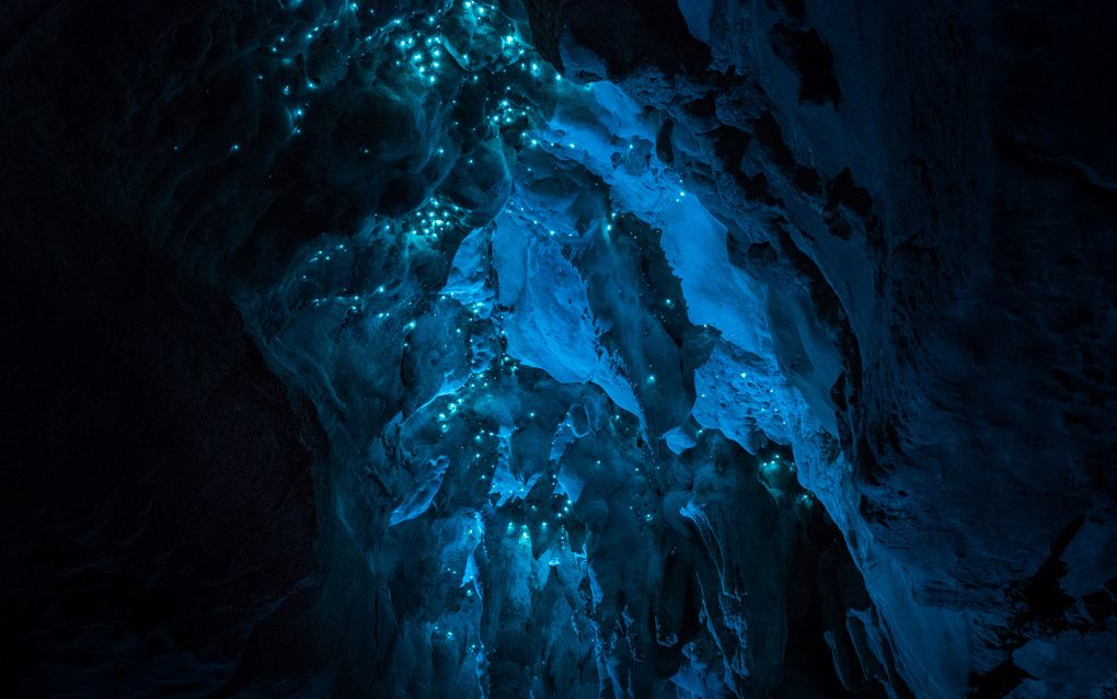 Биолюминесценция в действии: пещерный червяк из Новой Зеландии превращает пещеры в восьмое чудо света - 3