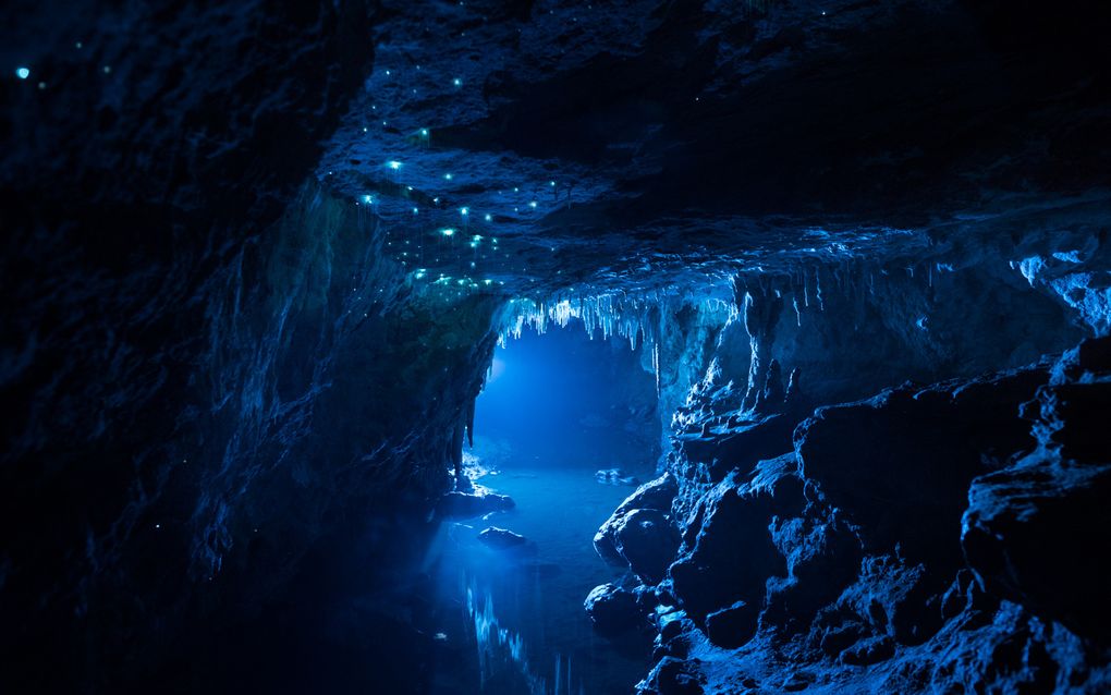Биолюминесценция в действии: пещерный червяк из Новой Зеландии превращает пещеры в восьмое чудо света - 4