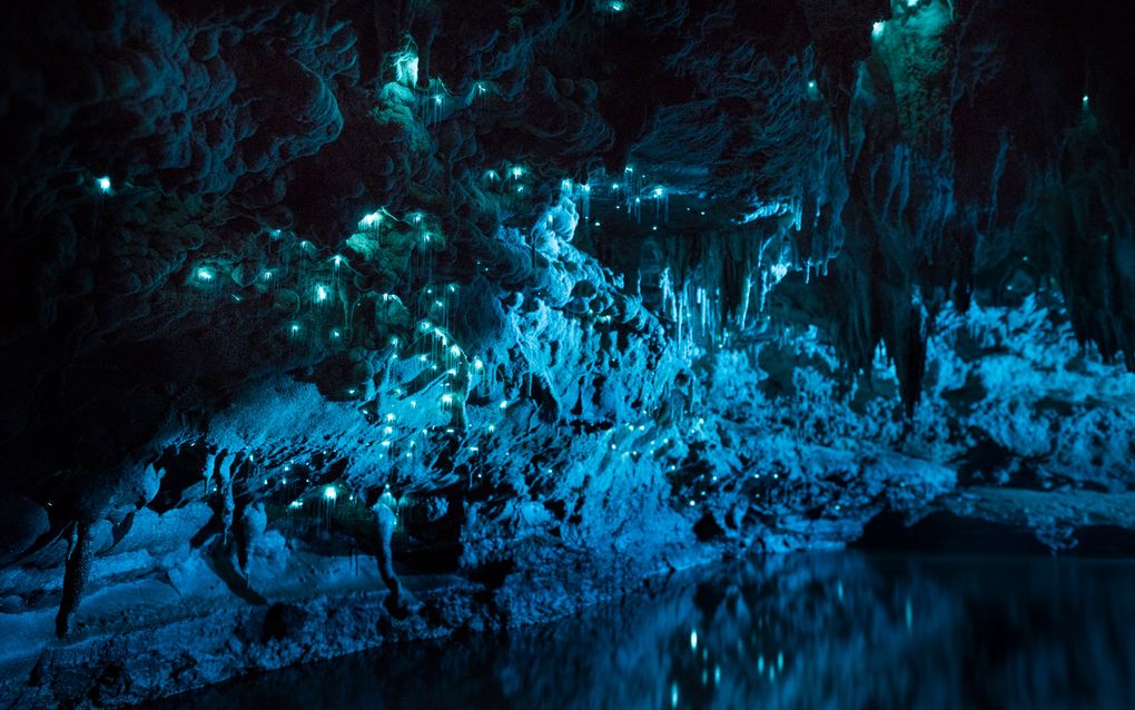 Биолюминесценция в действии: пещерный червяк из Новой Зеландии превращает пещеры в восьмое чудо света - 5