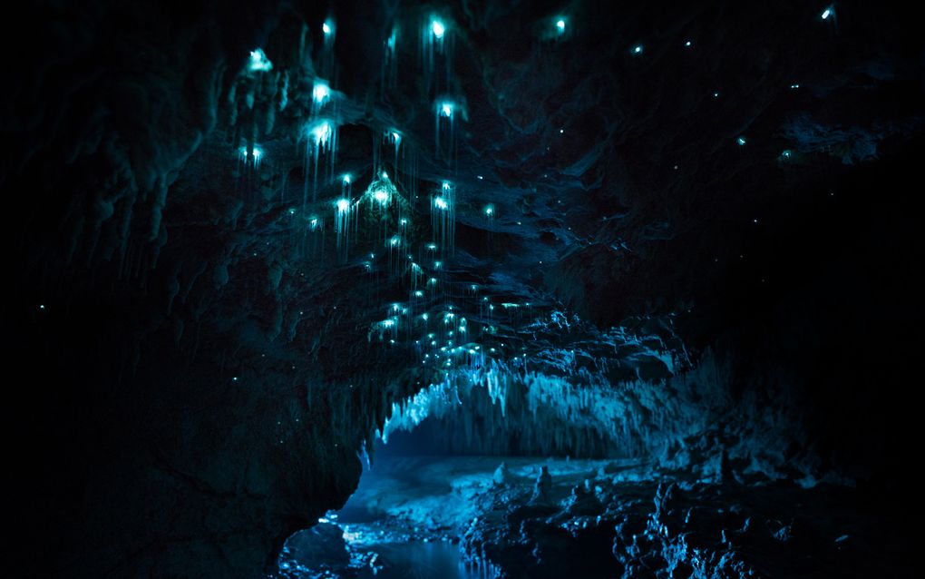 Биолюминесценция в действии: пещерный червяк из Новой Зеландии превращает пещеры в восьмое чудо света - 6