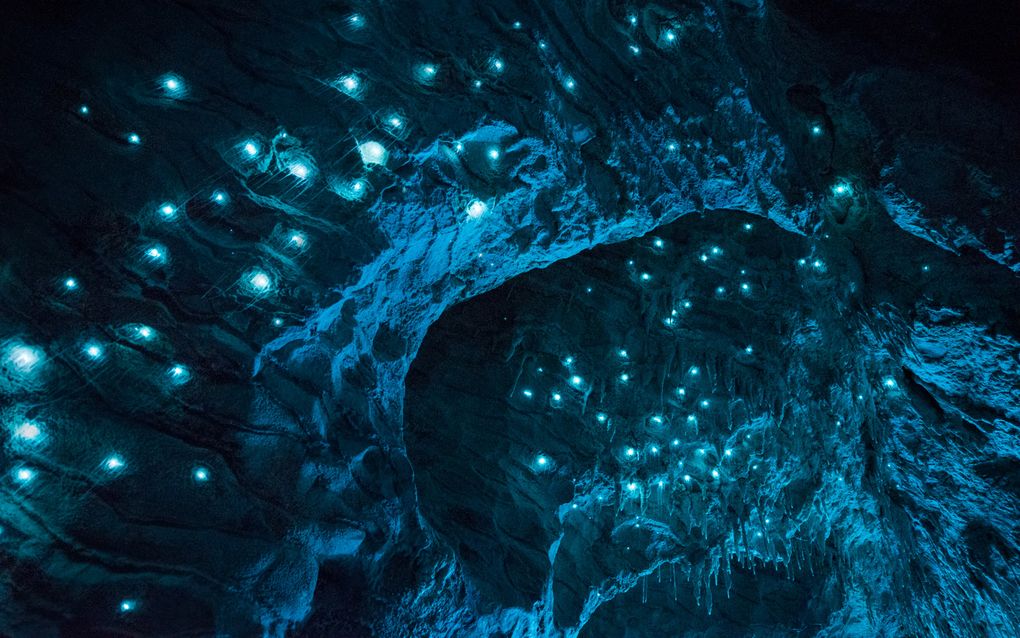 Биолюминесценция в действии: пещерный червяк из Новой Зеландии превращает пещеры в восьмое чудо света - 7