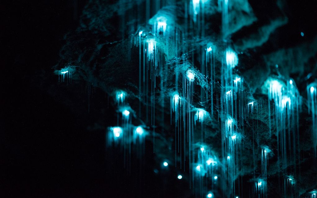 Биолюминесценция в действии: пещерный червяк из Новой Зеландии превращает пещеры в восьмое чудо света - 8