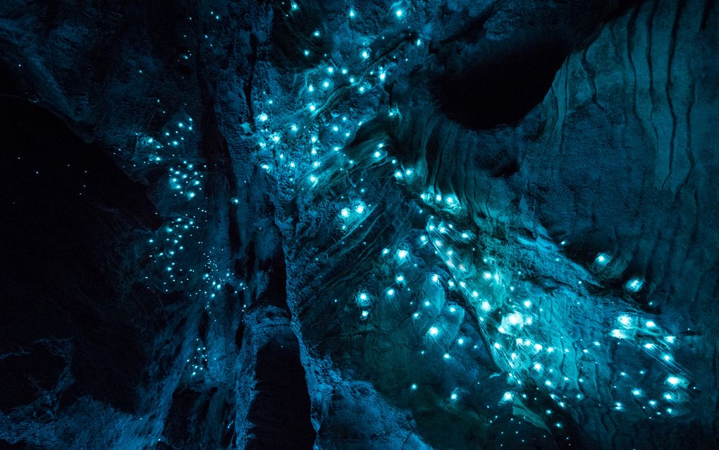 Биолюминесценция в действии: пещерный червяк из Новой Зеландии превращает пещеры в восьмое чудо света - 9
