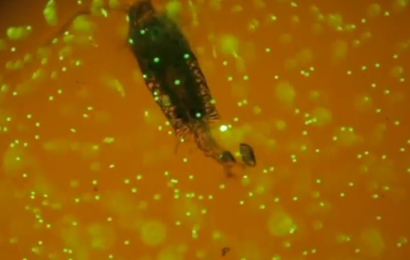 Зоопланктон, поедающий пластик, сняли на видео - 1