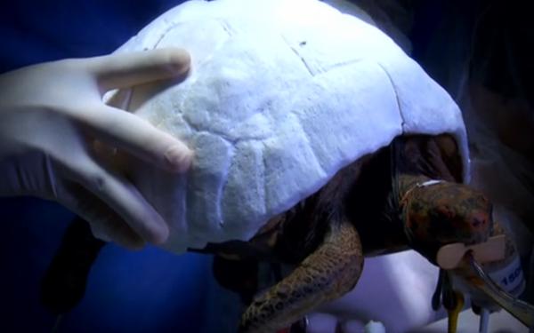 Пострадавшая в лесном пожаре черепаха получила распечатанный на 3D принтере панцирь вместо родного - 1