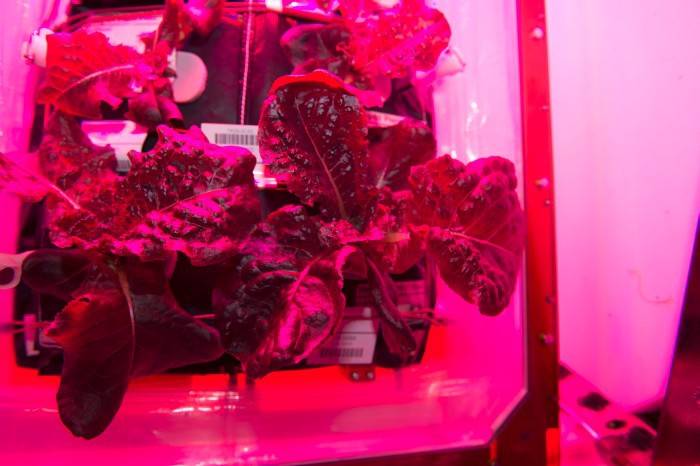 Кушать подано. Астронавты на МКС впервые попробуют выращенный на орбите салат - 3