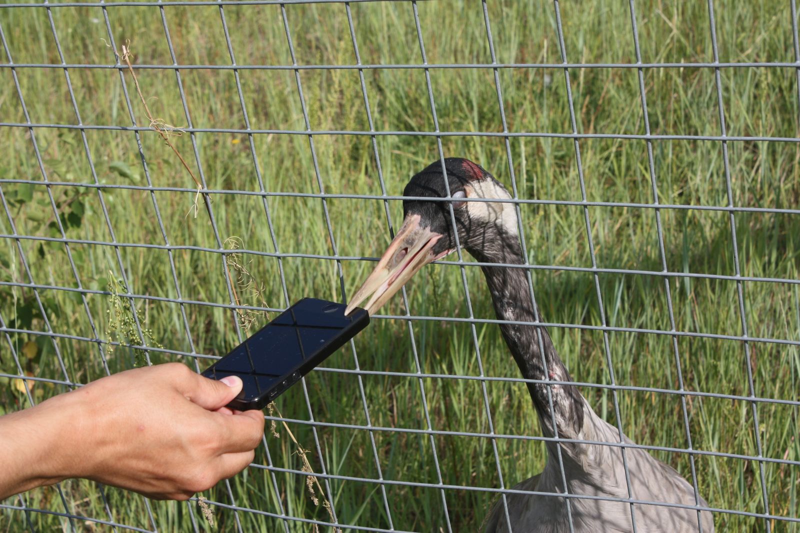 Летние IT-школы в Якутии: как это сделано - 16 Летние IT-школы в Якутии: как это сделано - 16