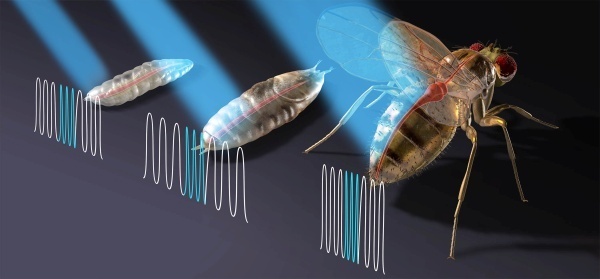 Биологи продемонстрировали оптический стимулятор сердца на мухах - 1