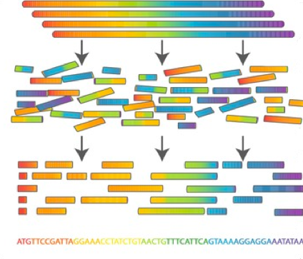 Как секвенируют ДНК - 2