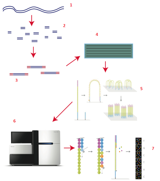 Как секвенируют ДНК - 4